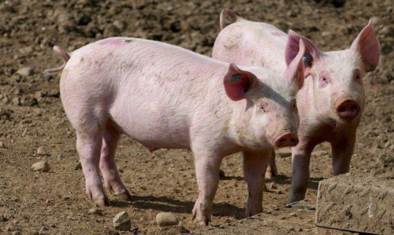 Grundkurs für Tierärzte zur Erlangung des besonderen Fachwissens gemäß § 7 (2) SchHaltHygV (Seminar | Online)