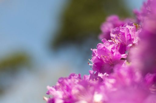 Rhododendronparkfest Graal-Müritz (Unterhaltung / Freizeit | Graal-Müritz)
