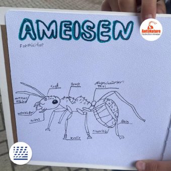 Willkommen im Reich der Ameisen! – Familien-Erlebnistag in Tempelhof-Schöneberg (Unterhaltung / Freizeit | Berlin)