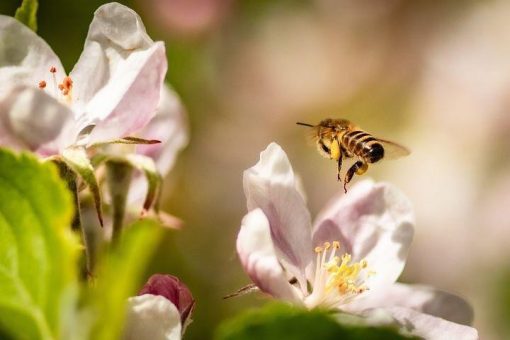 Seelische Gesundheit durch Gartengrün… (Vortrag | Unterschwaningen)